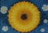 70x100